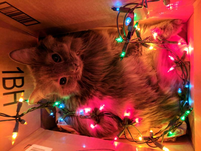 /Images/uploads/Cat Welfare Association/catwelfare2019calendarcontest/entries/6900thumb.jpg